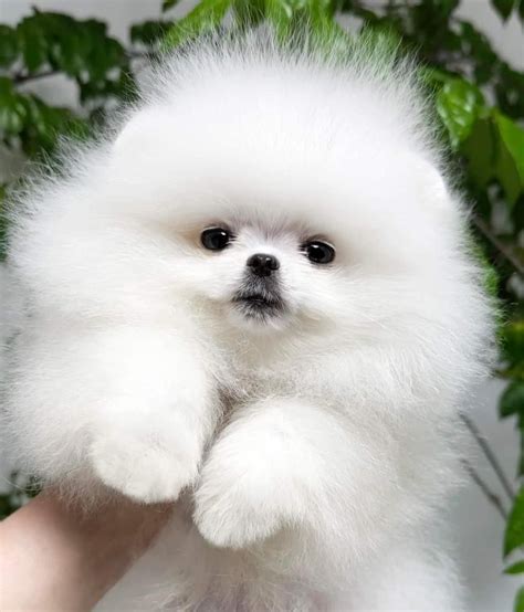 Pomeranian Köpek Kaç Lira? 